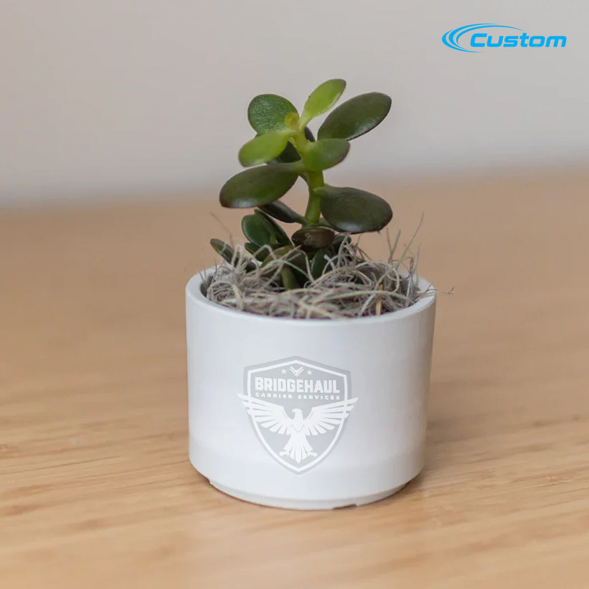 BridgeHaul Mini Mason Grey, Zebra Succulent