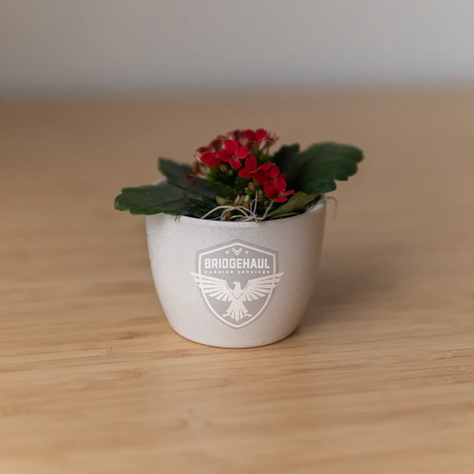 Bridge Haul Mini Harlow Cream, Jade Plant