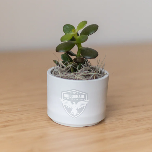 Bridge Haul Mini Mason Grey, Zebra Succulent